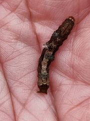 Neumichtis nigerrima