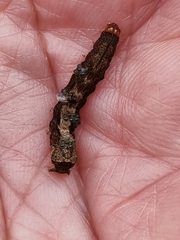 Neumichtis nigerrima