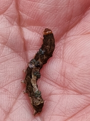 Neumichtis nigerrima