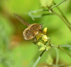 Bombylius fimbriatus