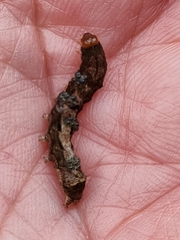 Neumichtis nigerrima