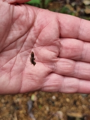 Neumichtis nigerrima