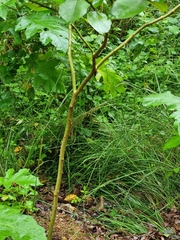 Neumichtis nigerrima