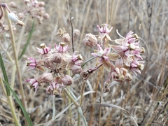 Asclepias fournieri