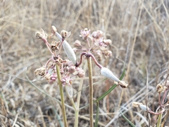 Asclepias fournieri