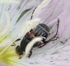 Trichiotinus piger