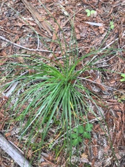 Xerophyllum tenax