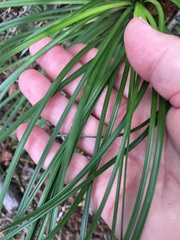 Xerophyllum tenax
