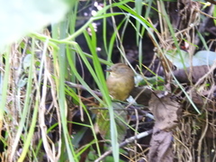 Hellmayrea gularis
