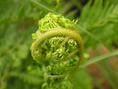 Dryopteris athamantica