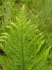 Dryopteris athamantica