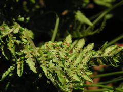 Dryopteris athamantica
