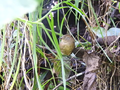 Hellmayrea gularis