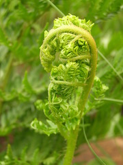 Dryopteris athamantica