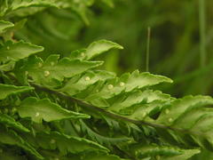 Dryopteris athamantica