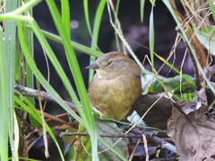 Hellmayrea gularis