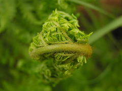 Dryopteris athamantica