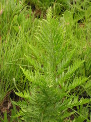 Dryopteris athamantica