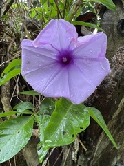 Ipomoea cairica