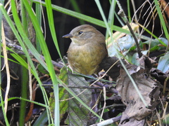 Hellmayrea gularis