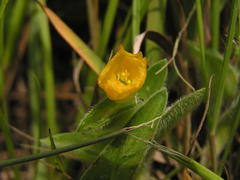 Commelina africana krebsiana
