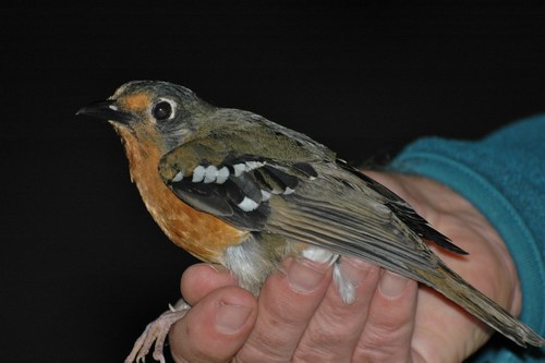 Abyssinian Ground-Thrush