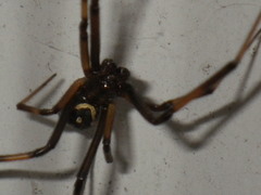 Steatoda