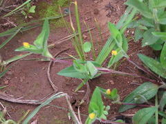 Commelina africana krebsiana