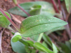 Commelina africana krebsiana