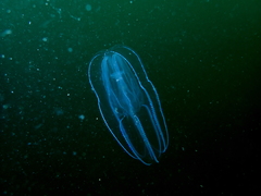 Bolinopsis microptera