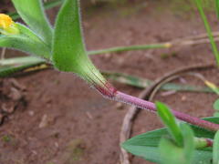 Commelina africana krebsiana