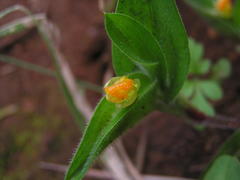 Commelina africana krebsiana