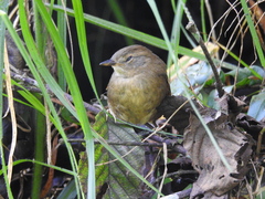 Hellmayrea gularis