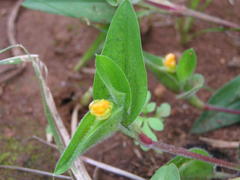 Commelina africana krebsiana