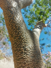 Erythrostemon yucatanensis