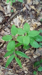 Croomia pauciflora