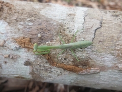 Stagmomantis nahua