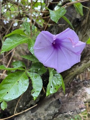 Ipomoea cairica