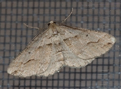 Syneora fractata