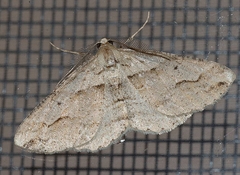 Syneora fractata