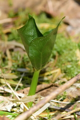 Trillium ovatum