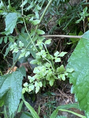 Lygodium microphyllum