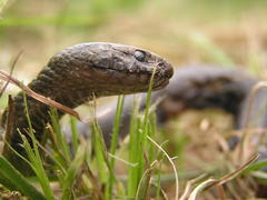 Lycodonomorphus inornatus