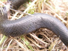 Lycodonomorphus inornatus