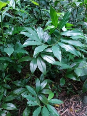 Costus dubius
