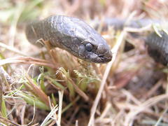 Lycodonomorphus inornatus