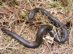 Lycodonomorphus inornatus