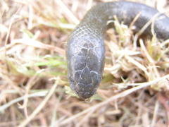 Lycodonomorphus inornatus