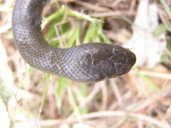 Lycodonomorphus inornatus