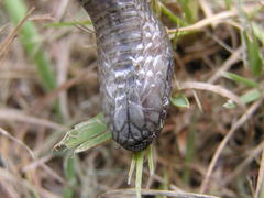 Lycodonomorphus inornatus